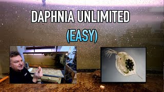 How I Raise Daphnia Water Fleas And You Can Too [upl. by Epilihp864]