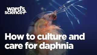 Caring and Culturing for Daphnia [upl. by Felisha]