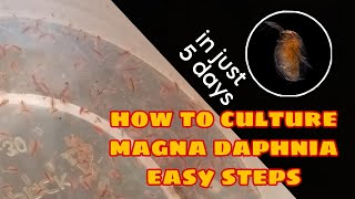 How to Culture Magna Daphnia Easily [upl. by Leanora596]