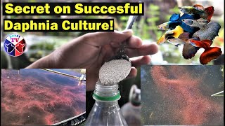 How to Culture Daphnia Successfully [upl. by Orthman105]