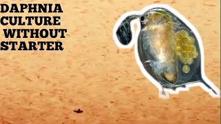 HOW TO CULTURE DAPHNIA NATURALLY WITHOUT A STARTER [upl. by Akimed]