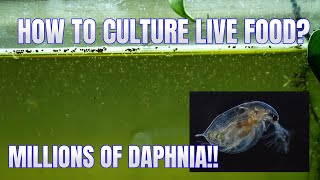 How to Culture Daphnia Secret Method to Breed MILLIONS  Simply Aquatic [upl. by Palermo102]