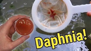 How I Culture Daphnia In Outdoor Tubs [upl. by Hewie293]