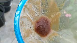 How to culture daphnia moina in a small container Part 1 English Subtitle [upl. by Ninette]