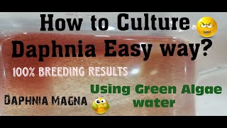 Daphnia MagnaHow to Culture Daphnia Easy wayCulturing Daphnia using Green water Daphnia [upl. by Akilak301]