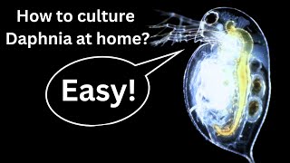 BEST Live Fish Food Beginner guide How to Culture Daphnia at home [upl. by Lezned44]