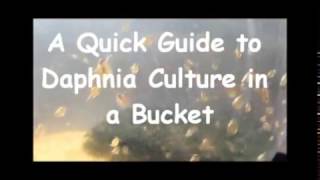 How to culture daphnia outside [upl. by Notfa]