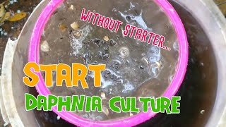 How to culture daphnia moina the easy way 1  Starting the Daphnia culture [upl. by Norod36]