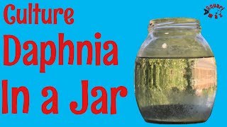 How to Culture Daphnia in a Jar [upl. by Yauqram]