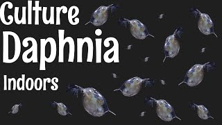 How to Culture Daphnia [upl. by Crim]