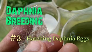 Daphnia Culture made simple and easy 3  Hatching Daphnia eggs [upl. by Albright]