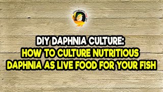 DIY Daphnia Culture How to Culture Nutritious Daphnia as Live Food for Your Fish [upl. by Cordier]