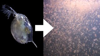 How I Culture Daphnia [upl. by Eiznekcam]