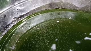 DAPHNIA MOINA CULTURE IN A SMALL BUCKET [upl. by Palmer184]