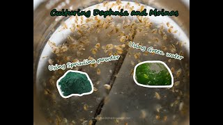 How To Culture Daphnia and Moinas using Green Water Spirulina powder [upl. by Marysa]