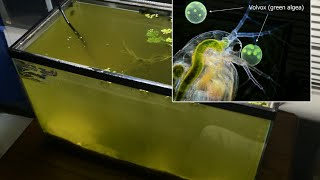 Raising Daphnia for the Freshwater Aquarium [upl. by Ellemac]