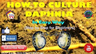 HOW TO CULTURE DAPHNIA In Easy Way [upl. by Shandee]